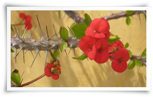 Θεόδωρος Κ. Κότσιφας - Γενικός Χειρουργός